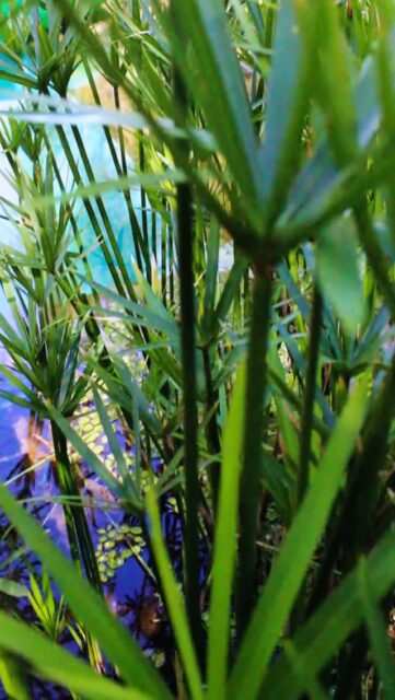 🌿✨ El Bungalow: privacidad en su máxima expresión
Nuestra cabaña más completa del Hotel Flora y Fauna, ideal para parejas que buscan desconectarse. Cuenta con cuerpo de agua natural privado, jacuzzi, sauna, dos camas y servicio de restaurante a la habitación, todo en un entorno íntimo y cuidadosamente diseñado.
🌐 Reservas en nuestro sitio web malinalco.com
#HotelFloraYFaunaMalinalco #CLAMalinalcoVillas #HotelBoutiqueMalinalco #Malinalco #CabañasEnMalinalco #EscapadasCDMX #TurismoEcológico #HotelesEnMalinalco #PuebloMágico